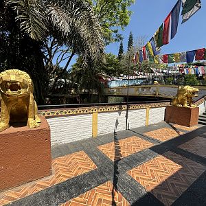 Lion + Snow Leopard Complex