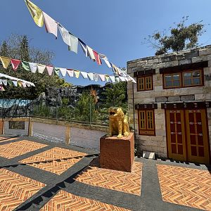 Lion + Snow Leopard Complex