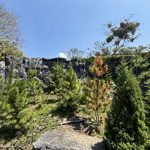 Snow Leopard Exhibit