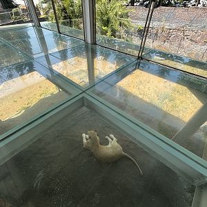 Lion Exhibit - through glass floor!