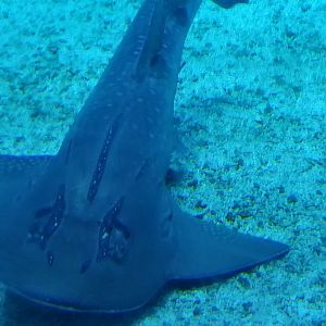 Bowmouth Guitarfish