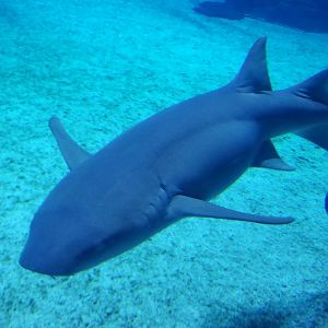 Tawny Nurse Shark