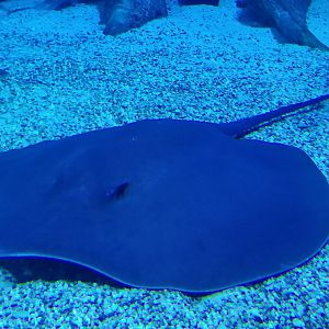 Giant Freshwater Stingray