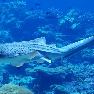 Zebra Shark