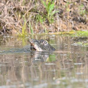 Shanghai Softshell Turtle（Rafetus swinhoei）