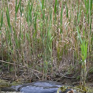 Shanghai Softshell Turtle（Rafetus swinhoei）
