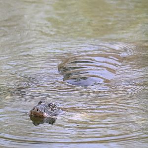 Shanghai Softshell Turtle（Rafetus swinhoei）