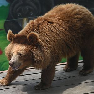 Asian Black Bear（Ursus thibetanus）