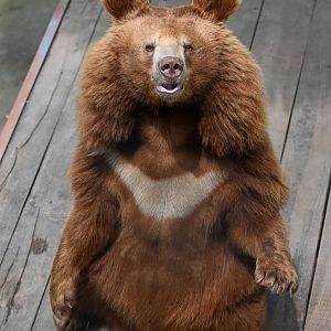 Asian Black Bear（Ursus thibetanus）