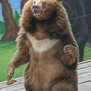 Asian Black Bear（Ursus thibetanus）