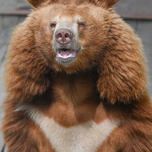 Asian Black Bear（Ursus thibetanus）
