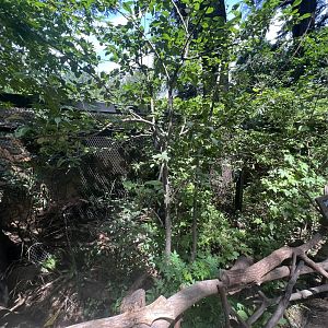 Small-toothed Ferret-badger（Melogale moschata）