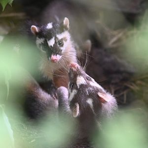 Small-toothed Ferret-badger（Melogale moschata）