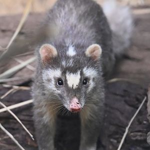 Small-toothed Ferret-badger（Melogale moschata）