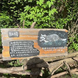 Small-toothed Ferret-badger（Melogale moschata）