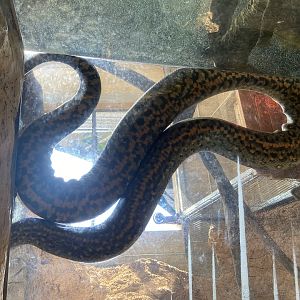 Green Anaconda Underside
