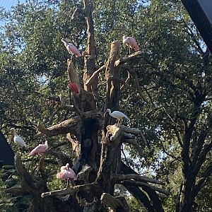 South American Aviary New Additions