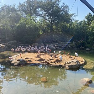 American White Ibis and Scarlet Ibis with the rest of the birds
