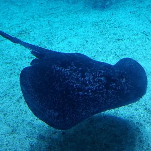 Round Ribbontail Ray