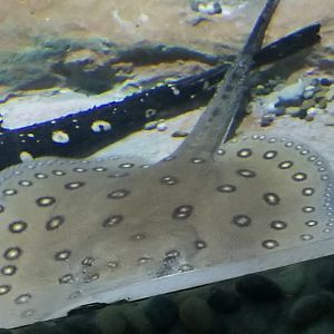 Ocellate River Stingray