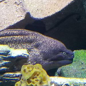 Yellow-edged Moray