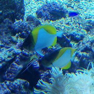 Pyramid Butterflyfish