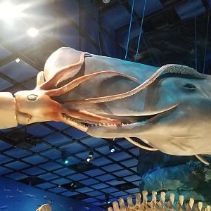 Sperm Whale and Giant Squid Model