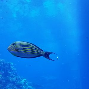 Striped Surgeonfish