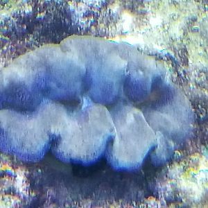 Giant Clam