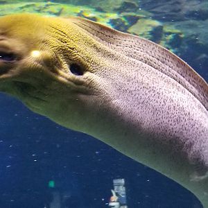 Giant Moray