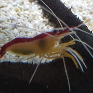 Pacific Cleaner Shrimp