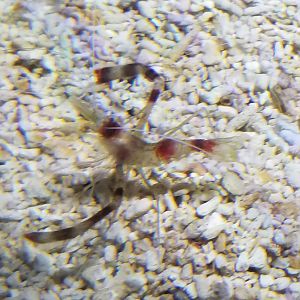 Banded Coral Shrimp