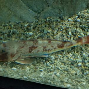 Spiny Red Gurnard
