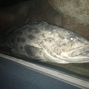 Potato Grouper