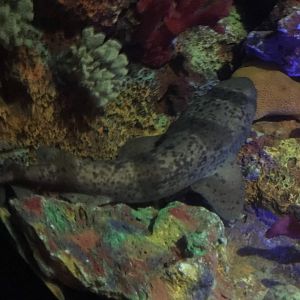 Blotchy Swellshark