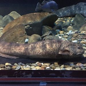 Bering Wolffish