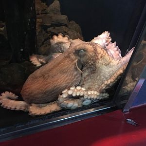 Giant Pacific Octopus