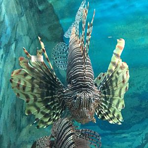 Red Lionfish