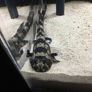 Young Whitespotted Bamboo Shark