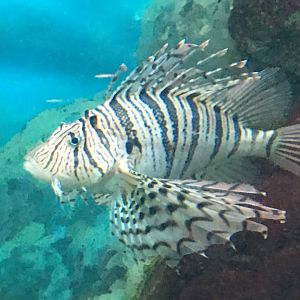 Luna Lionfish
