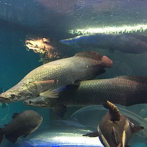 Arapaima