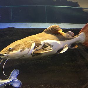 Redtail Catfish