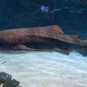 Zebra Shark