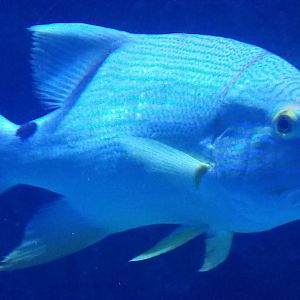Sailfin Snapper