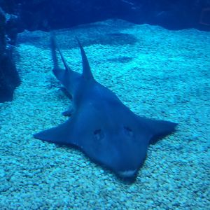 Bottlenose Wedgefish