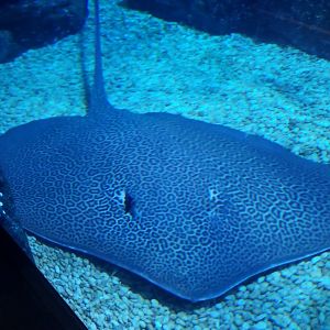 Leopard Whipray
