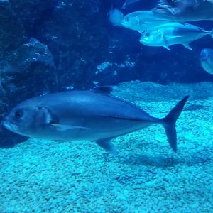 Bigeye Trevally
