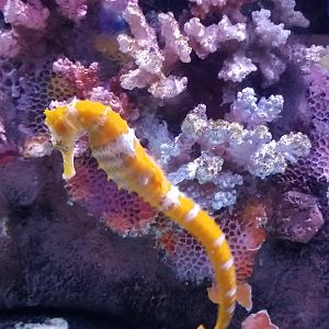 Spiny Seahorse