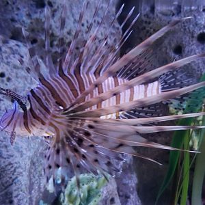 Juvenile Red Lionfish