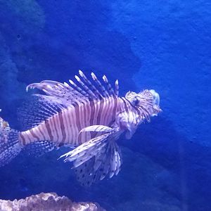 Red Lionfish Yawning